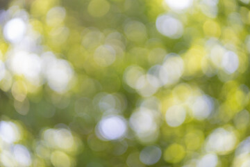 beautiful sunny bokeh background - glowing leaves and tre