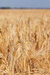 Agriculture et ressources alimentaires - gros plan sur des épis d'orge mûr dans un champ de céréales avant la récolte