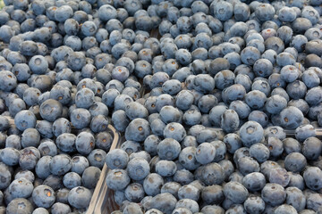 a lot of ripe and large blueberries