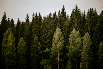 trees in the forest