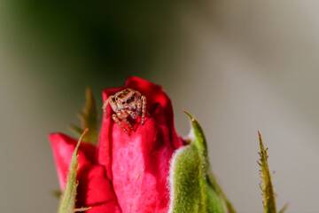 Cute spider on red rose bud