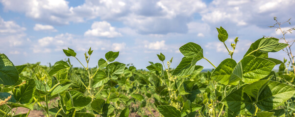 Green Soy Field closeup. Soybean Crop in Field. Background of Ripening Soybean. Rich Harvest Concept. Agriculture, Nature and Agricultural land. Soybeans in sun rays close up. Farm. Soybean Bloom. - 518082760