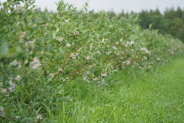Blueberry plantation. A field with blueberry bushes. berries on the bushes.