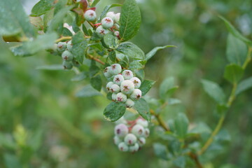 Blueberry plantation. A field with blueberry bushes. berries on the bushes.