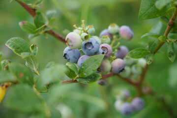 Large field of blueberries. Blueberry bushes outside the forest. Blueberry berry plantation.