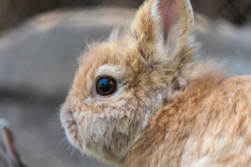 portrait of a rabbit