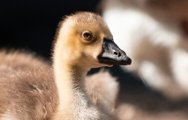 close up of a goose