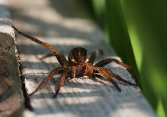 Great raft spider on a wooden fence, front view, macro
