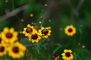 Yellow flowers and bee blooming on the roadside