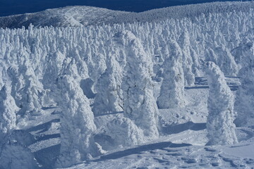 日本の冬の絶景。蔵王国定公園の樹氷。山形、日本。１月下旬。