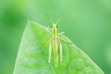 Grasshopper in the grass- close up view