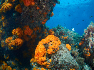 Fototapeta na wymiar Underwater scene with rocks covered by orange coral polyps (Astroides calycularis)