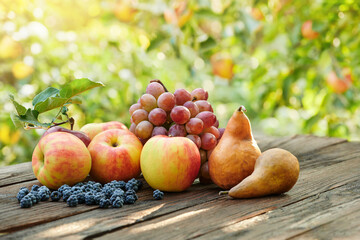 Organic fruits on a wooden table in orchard. Ripe harvest from apples, pears, grapes, black berrieson on garden background. Harvest concept, bio fruits.