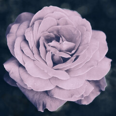 Purple rose flower on a dark background suddenly turned into a stylized - 518085583