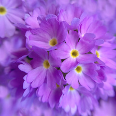 Primula denticulate flowers close up - 518085588