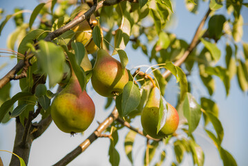 Fresh juicy pears on pear tree branch. Organic pears in natural environment. Crop of pears in summer garden