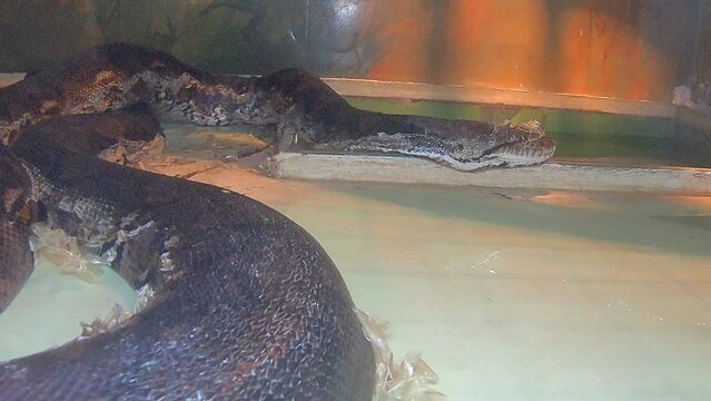 Reticulated python snake on a tree branch