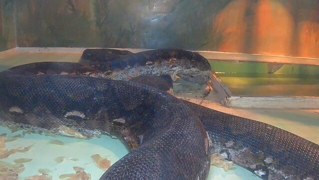 Reticulated python snake on a tree branch