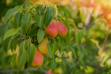 Fresh juicy pears on pear tree branch. Organic pears in natural environment. Crop of pears in summer garden