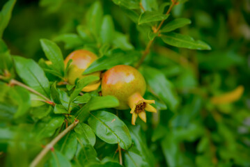 Ripe pomegranate on the branch. The foliage on the background.
