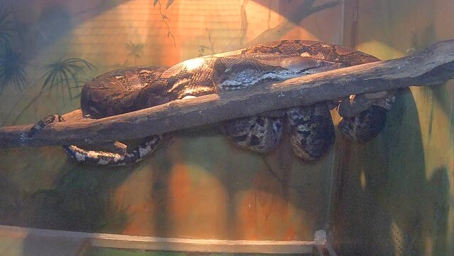 Reticulated python snake on a tree branch