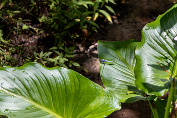 緑色の葉の上に一匹のシオカラトンボ