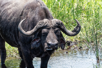 African Buffalo