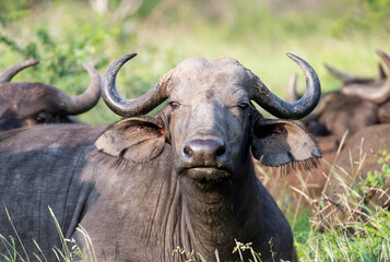 Naklejka premium African Buffalo