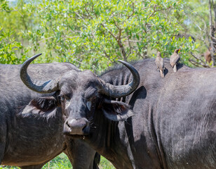 Fototapeta premium African Buffalo