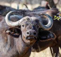 African Buffalo