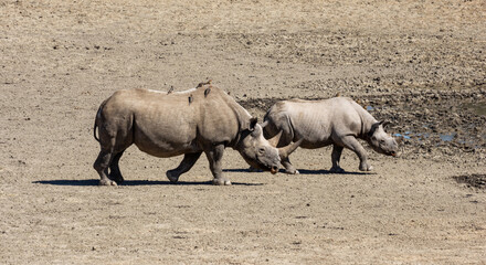 Naklejka premium Black Rhino Mother And Calf