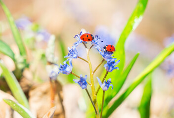 Ladybugs on purple flower. Two Red Ladybugs.