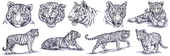 Vintage engrave isolated tiger set illustration ink sketch. Wild cat background bengal art