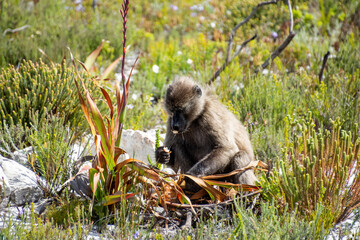 Chacma Baboon Eating