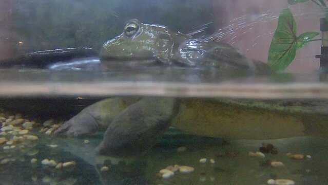 water frog close up