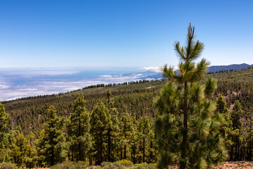 Fototapeta premium Panoramic view on massive Canarian pine tree forest seen from Riscos de la Fortaleza, Mount El Teide National Park, Tenerife, Canary Islands, Spain, Europe. The valley is covered with thick clouds