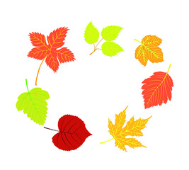 Fototapeta premium Autumn leaves. Top view of fall tree leaf. Flat vector illustration isolated on white background. Autumn landscape, autumn leaves. Set of Autumn Leaves Vector Illustration. 