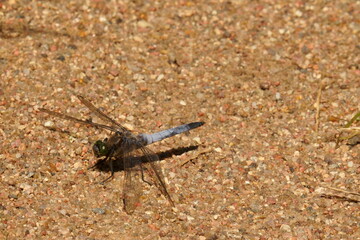 The dragonfly sits on a sandy path. The dragonfly has green eyes and a blue belly.