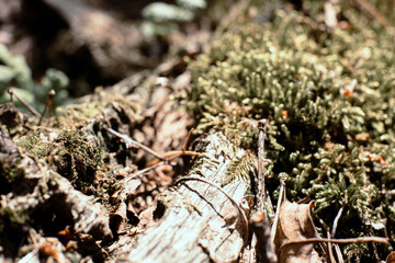 Very close focus of texture moss growing on branch in forest. High quality photo