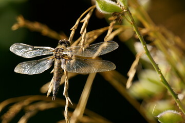 A beautiful dragonfly sways on a blade of grass during the wind