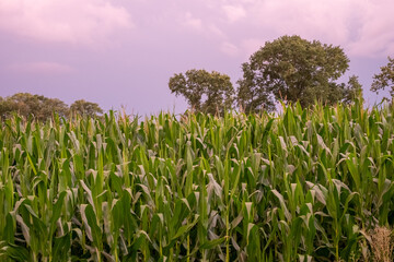Obraz premium Field with corn on the slope of a hill below a blue sky in the light of sunset in summer. High quality photo