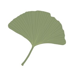 Fresh ginkgo leaves flat style simple hand drawn vector illustration, floral medicinal organic detailed plant, Japanese cultural symbol, eco-friendly environment concept