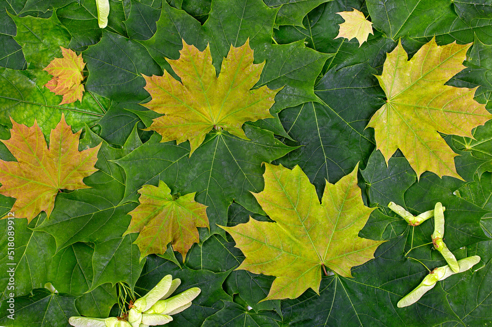 Wall mural background of multicolored maple leaves and seeds