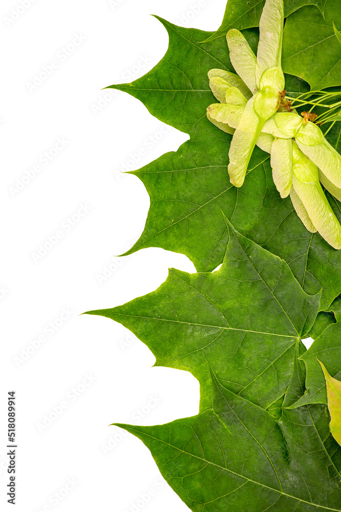 Canvas Prints multicolored maple leaves and seeds on a white background.