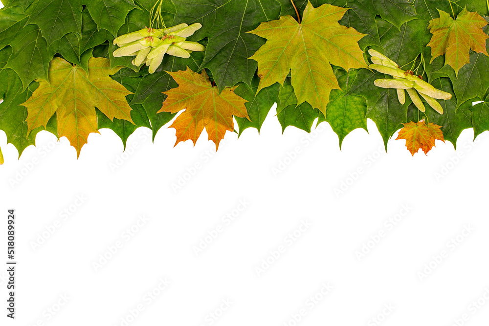 Canvas Prints multicolored maple leaves and seeds on a white background. copy space