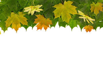 Multicolored maple leaves and seeds on a white background. copy space