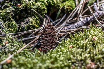 Cone in the woods, Pinecone on moss. Bumps, moss, and needles coniferous wood in the forest, Pine Cones on the ground, and grass. High quality photo