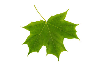 Fototapeta premium Green maple leaf close-up isolated on white background