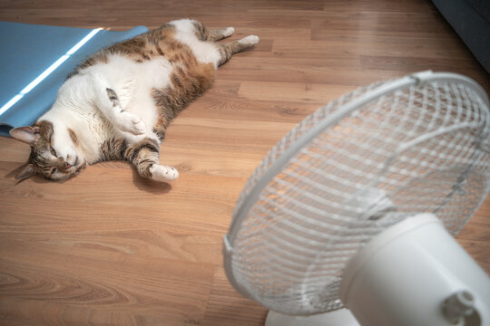 Portrait of a fat and big hairy domestic cat enjoying in front of a home ventilator during heatwave in Europe. Concept of global warming and animal welfare.