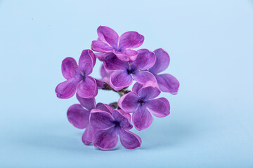 Fototapeta na wymiar Lilac flowers on a blue background close-up, macro photography